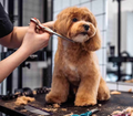 Cut & Blowout